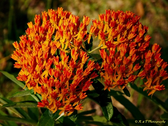 {Asclepias tuberosa}